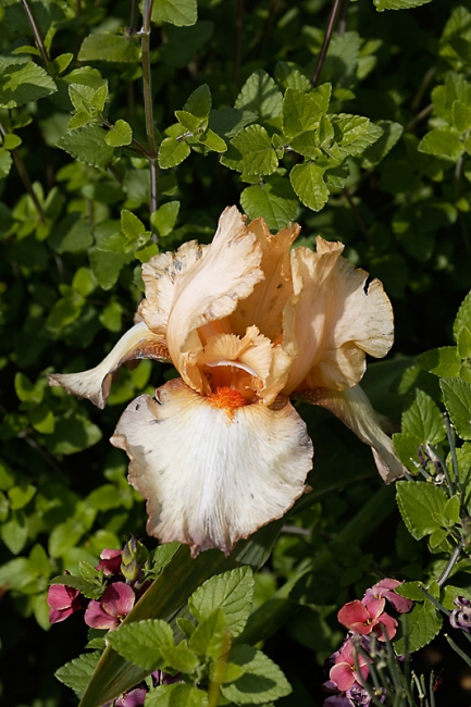 Jardin des Impressionnistes-MAI14-039